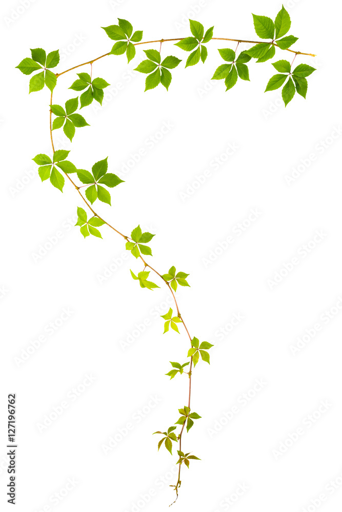shape of question sign sprig of wild grape with green leaves isolated on a white background shape of question sign sprig of wild grape with green leaves isolated on a white background