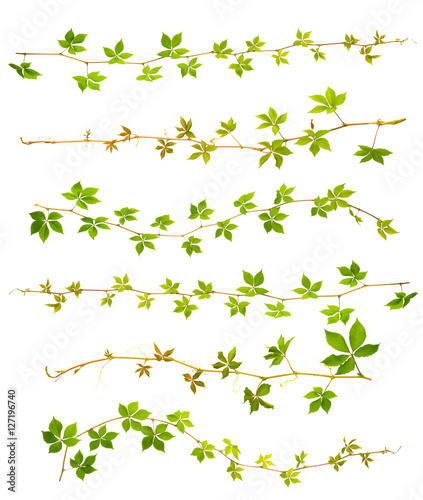 set of sprigs of wild grape with green leaves on a white background © Sodel Vladyslav