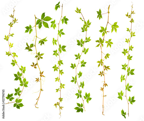 set of sprigs of wild grape with green leaves on a white background