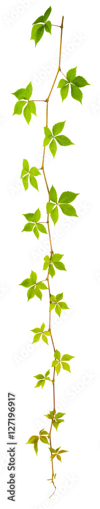 sprigs of wild grape with green leaves on a white background sprigs of wild grape with green leaves on a white background