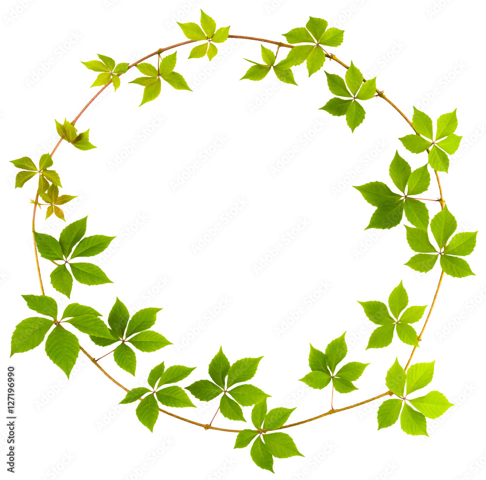 shape of circle twig wild grape with green leaves on a white background shape of circle twig wild grape with green leaves on a white background