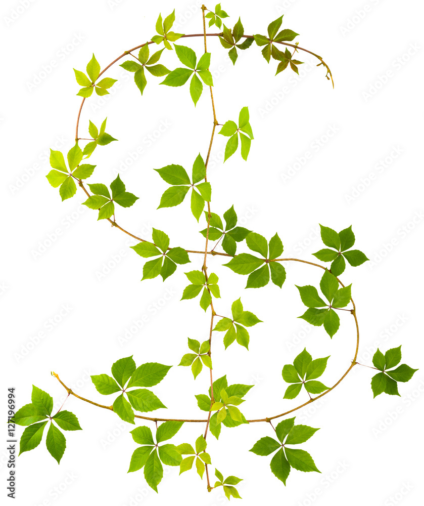 shape of US dollar sing twig of wild grape with green leaves on a white background