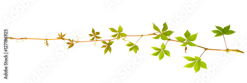 sprigs of wild grape with green leaves on a white background © Sodel Vladyslav
