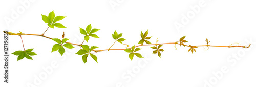 sprigs of wild grape with green leaves on a white background © Sodel Vladyslav