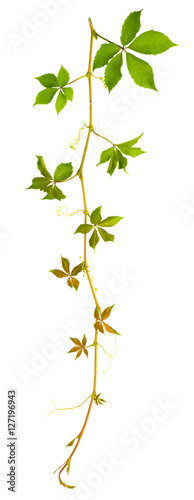 sprigs of wild grape with green leaves on a white background