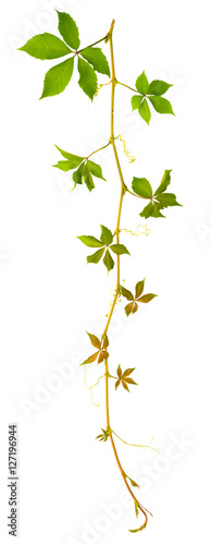 sprigs of wild grape with green leaves on a white background