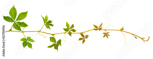 sprigs of wild grape with green leaves on a white background