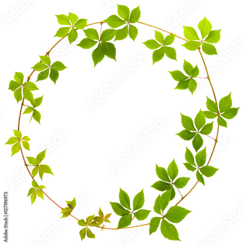 shape of circle twig wild grape with green leaves on a white background
