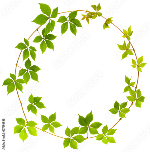 shape of circle twig wild grape with green leaves on a white background
