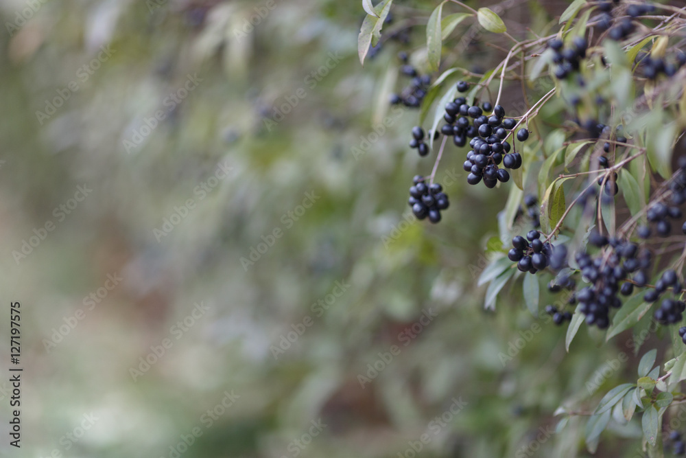 Deep blue and glossy berries on a shrub of the Wild Privet, Ligustrum vulgare, in autumn. Deep blue and glossy berries on a shrub of the Wild Privet, Ligustrum vulgare, in autumn.
