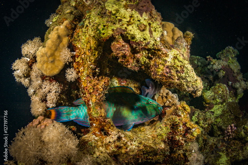 Parrotfish on a night coral reef