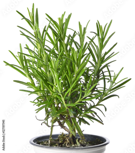 Fresh rosemary in a plant pot, fresh herb isolated on white.