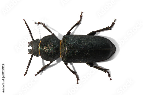 Capricorn beetle (Spondylis buprestoides)
