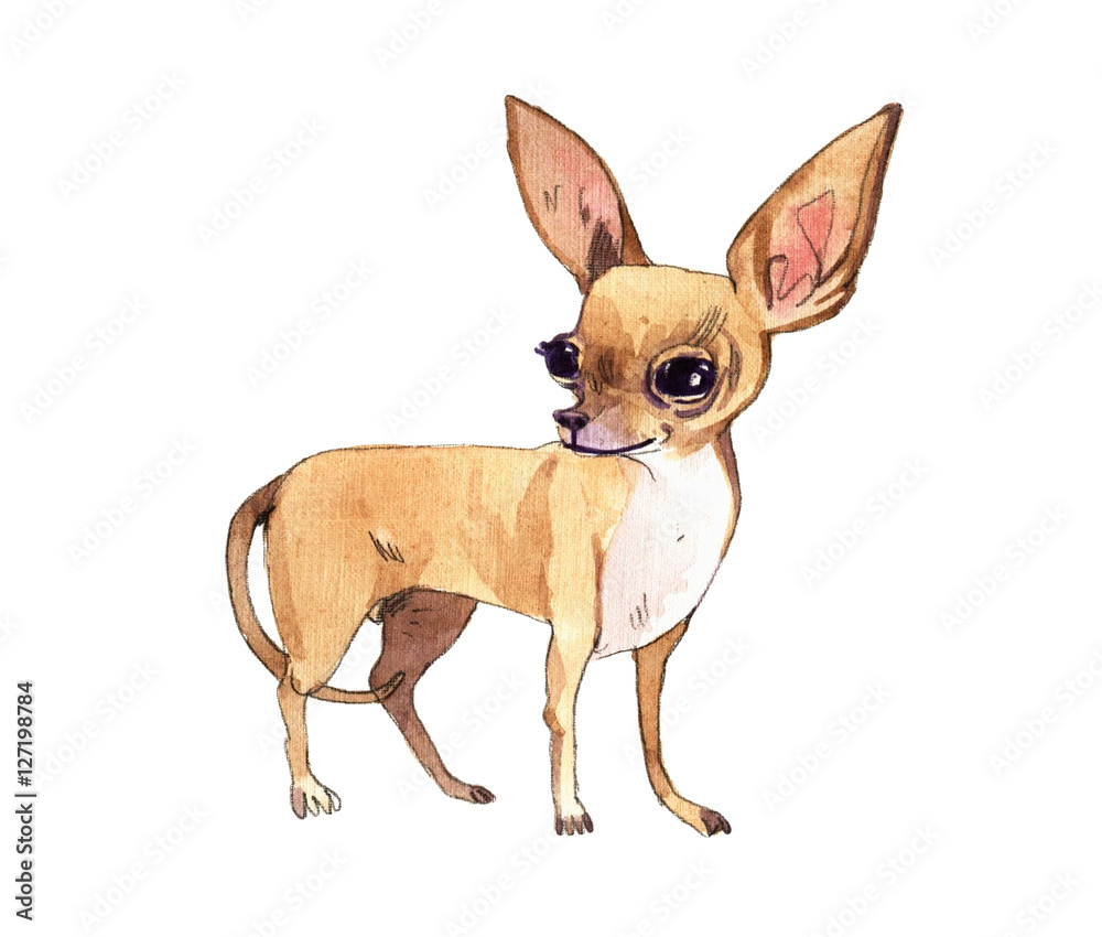 Watercolor Chihuahua puppy on white background Watercolor Chihuahua puppy on white background