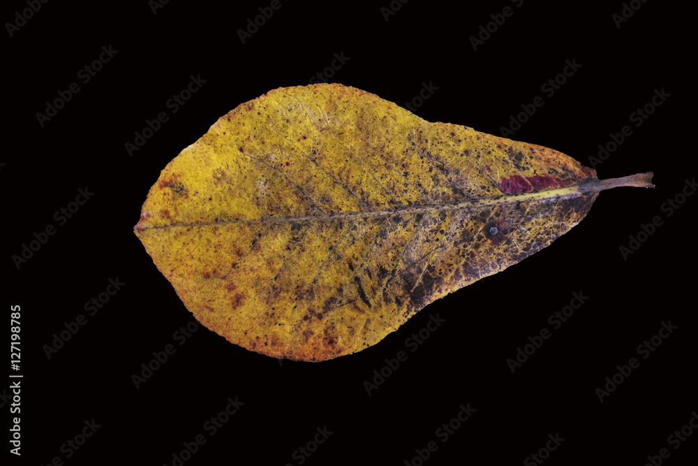 Dry leaves