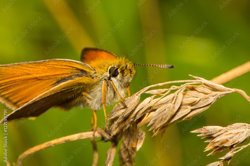 Butterfly Thymelicus Sylvestris sitting on a dry grass Butterfly Thymelicus Sylvestris sitting on a dry grass