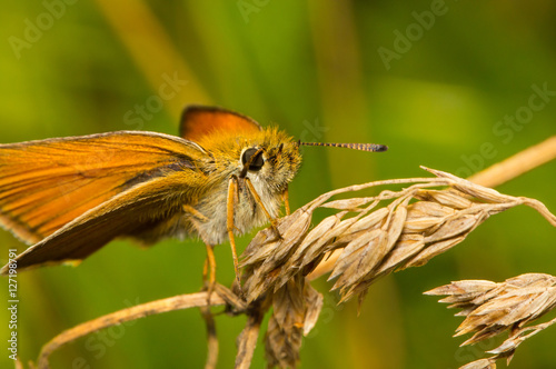 Butterfly Thymelicus Sylvestris sitting on a dry grass