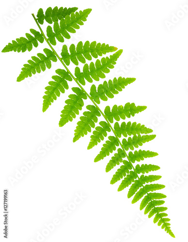 leaf fern isolated on white background in macro lens shooting