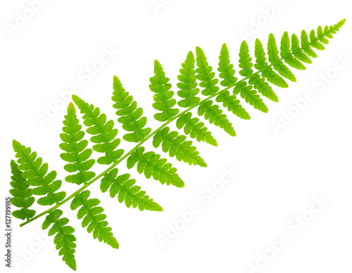 leaf fern isolated on white background in macro lens shooting