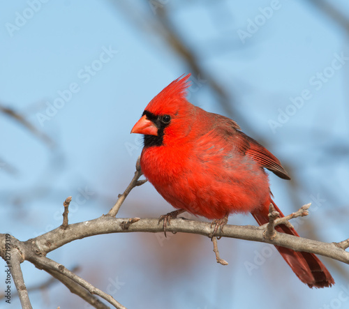 Beautiful bright red male Northern Cardinal perched in an Oak tree in winter