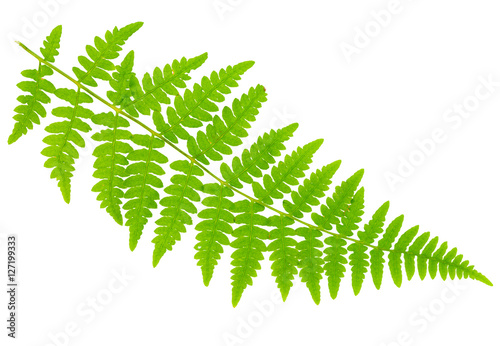 leaf fern isolated on white background in macro lens shooting
