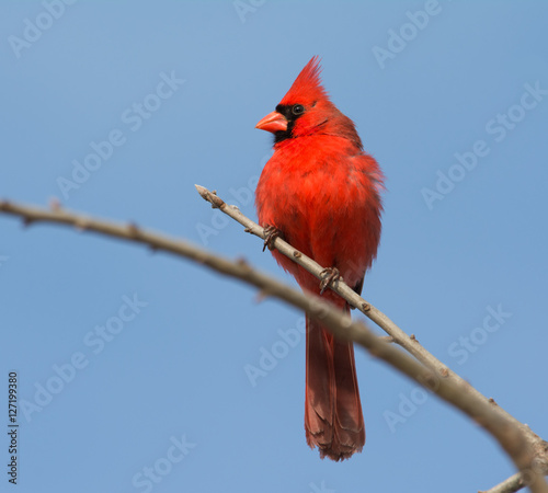 Male Northern cardinal surveying landscape from a treetop