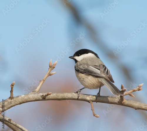 Carolina Chickadee perched on an oak limb in winter