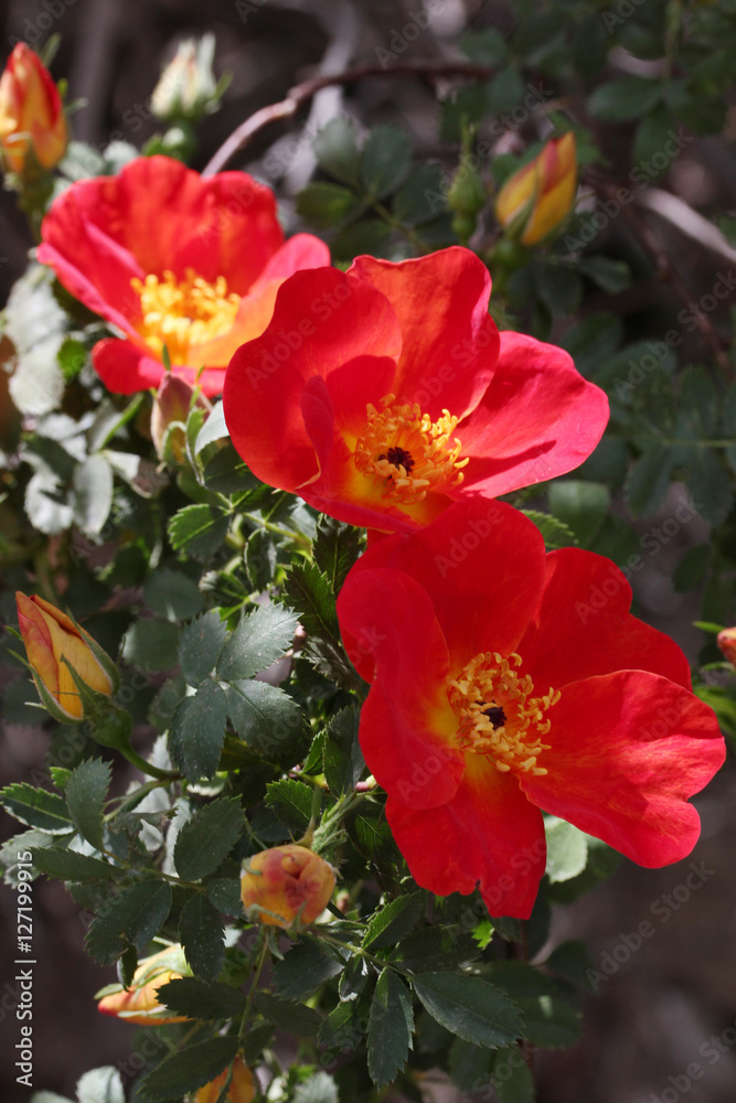 Wild rose blooming 