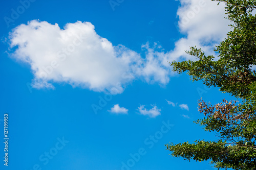 Trees with blue sky © nasit