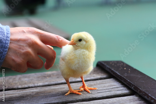 Cute little chicken