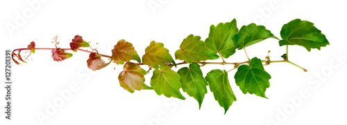 sprig of ivy with green leaves isolated on a white background