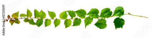 sprig of ivy with green leaves isolated on a white background