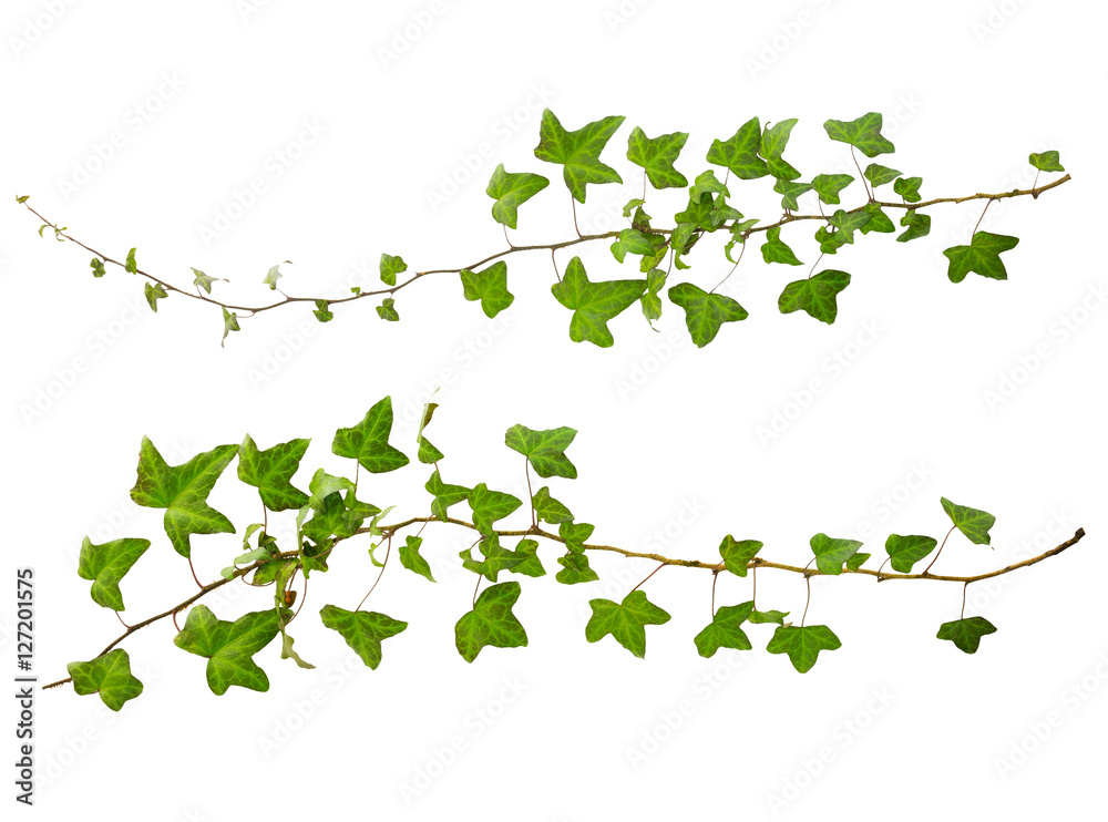 sprig of ivy with green leaves isolated on a white background sprig of ivy with green leaves isolated on a white background