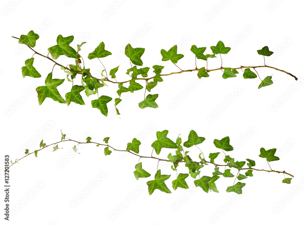 sprig of ivy with green leaves isolated on a white background sprig of ivy with green leaves isolated on a white background