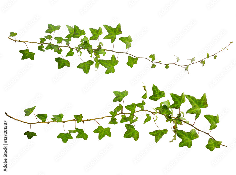 sprig of ivy with green leaves isolated on a white background sprig of ivy with green leaves isolated on a white background