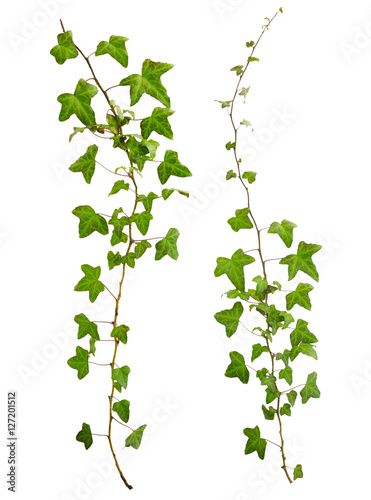 Valokuvatapetti sprig of ivy with green leaves isolated on a white background