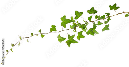 sprig of ivy with green leaves isolated on a white background