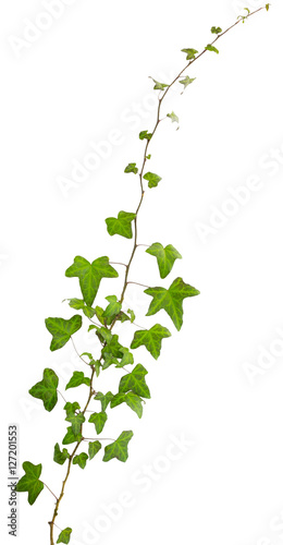 sprig of ivy with green leaves isolated on a white background