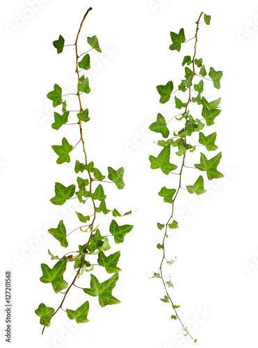 sprig of ivy with green leaves isolated on a white background