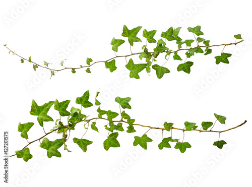 sprig of ivy with green leaves isolated on a white background