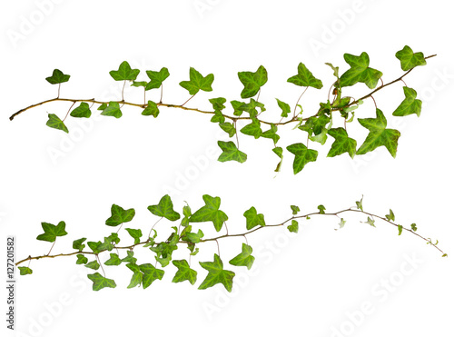 sprig of ivy with green leaves isolated on a white background