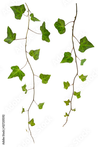 sprig of ivy with green leaves isolated on a white background