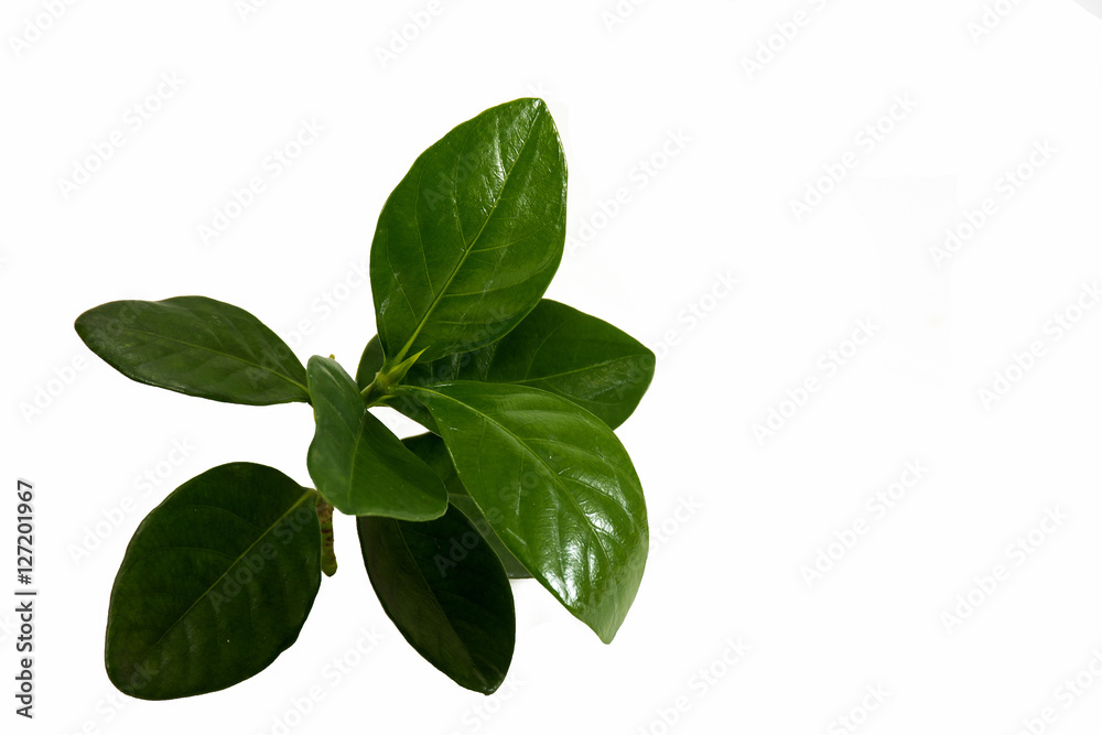 Jasmine leaves, white background Jasmine leaves, white background