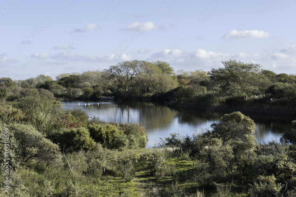 nature with pond and swan