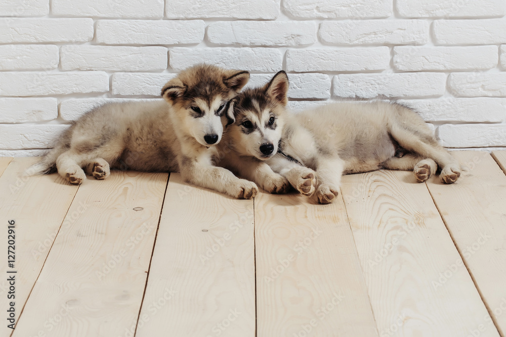 husky dogs on wood with bricks