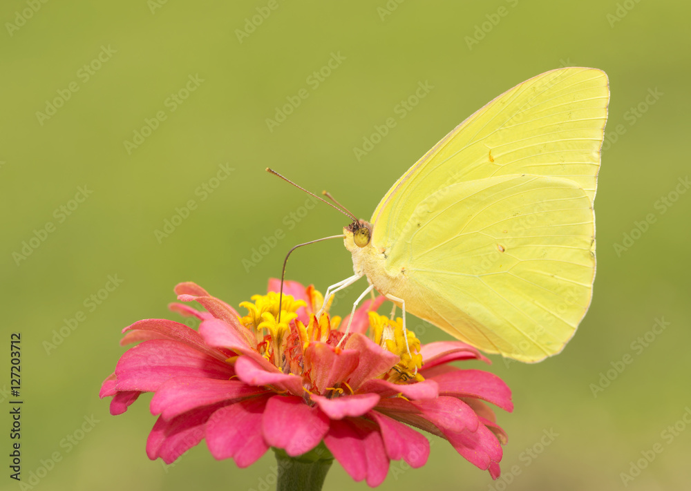 Fototapeta premium Gorgeous, brilliantly yellow male Cloudless Sulphur butterfly feeding on a red Zinnia flower against sunny summer green background