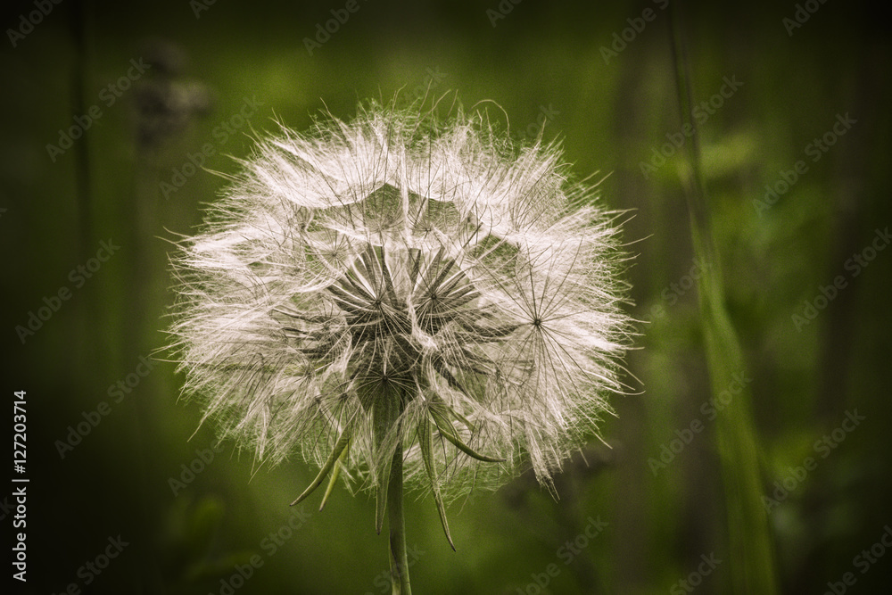 Fototapeta premium Dandelion 