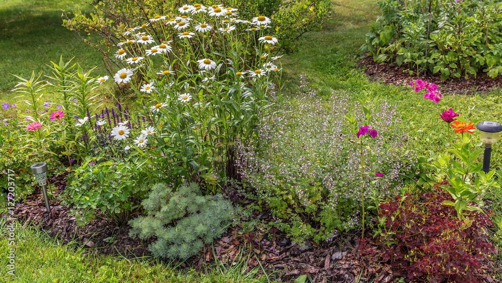 Fototapeta premium Сottage garden with wild and garden flowers. A sunny day in the garden with perennial flowers. 