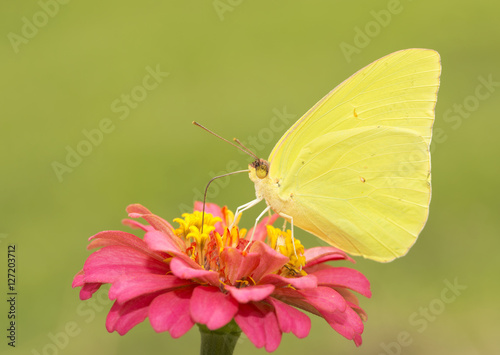 Gorgeous, brilliantly yellow male Cloudless Sulphur butterfly feeding on a red Zinnia flower against sunny summer green background © pimmimemom