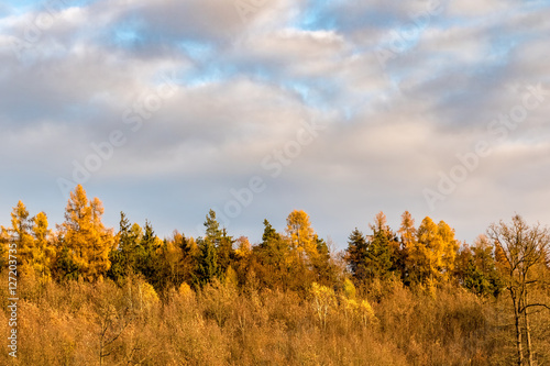 Autumnal colorful forest under blue sky with clouds
